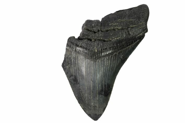 Partial Megalodon Tooth - South Carolina #148719